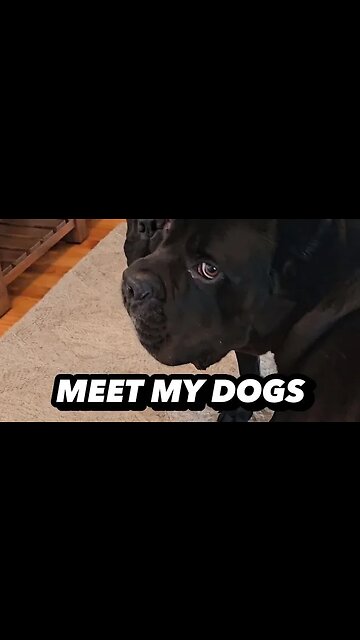 Meet My Dogs - Cane Corsos 300lbs