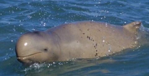 Australian Snubfin Dolphin