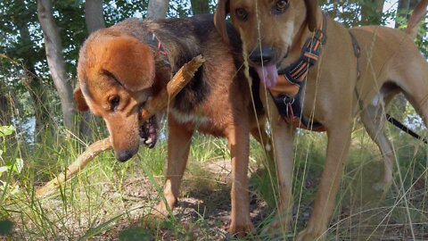 Ari & Sam - Midsummer Dogwalk July 2020