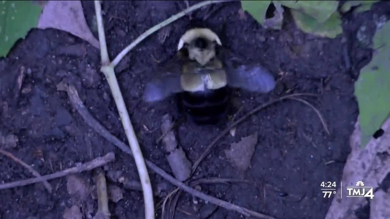 Endangered rusty-patched bumble bee sighting in Kenosha County