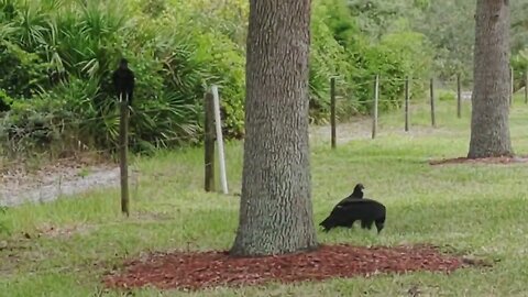 big freaking birds