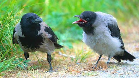 Hungry Little Hooded Crow Fledgling Cawing for Food