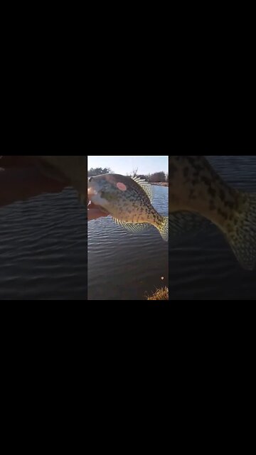 Good Eater Size Crappie #crappiefishing #crappies #blackcrappie