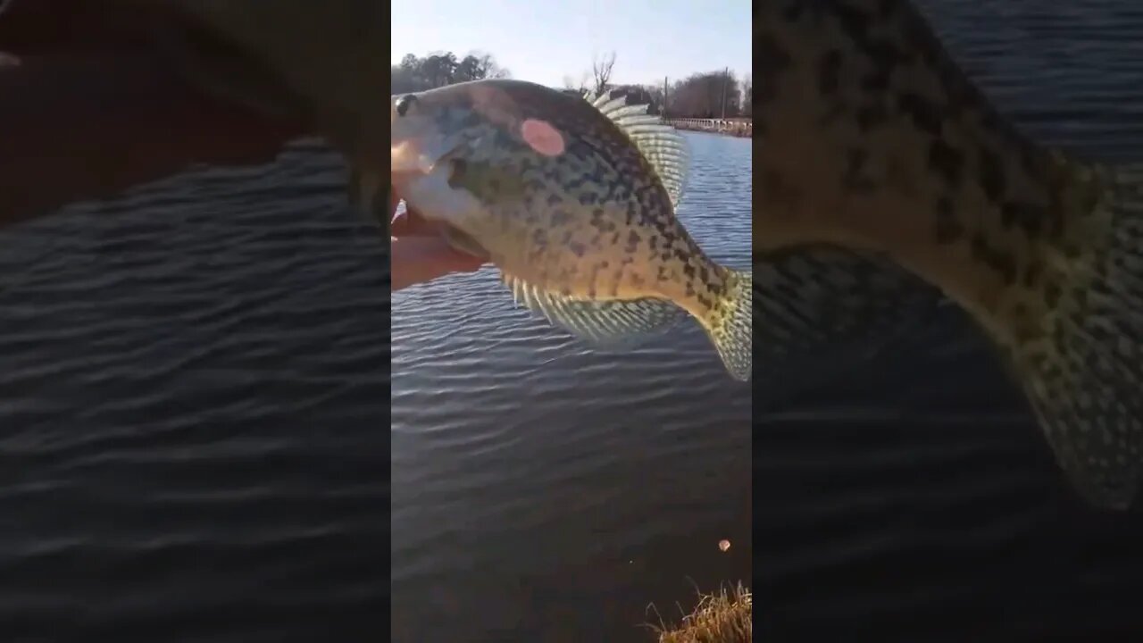 Good Eater Size Crappie #crappiefishing #crappies #blackcrappie