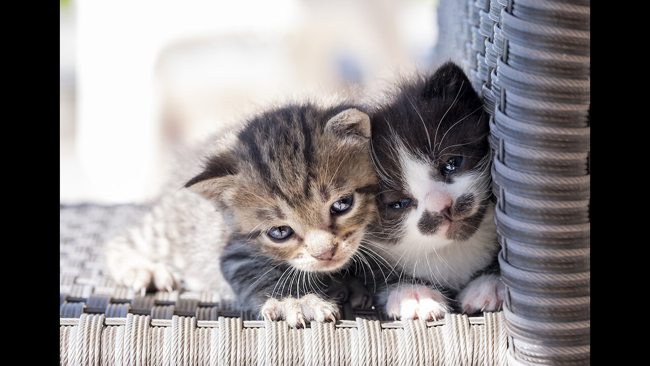 Small Cute Kittens Open Her Mouse Like a Baby