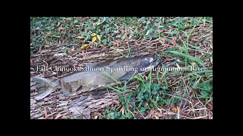 Fall Chinook Salmon Spawning in Menomonee River