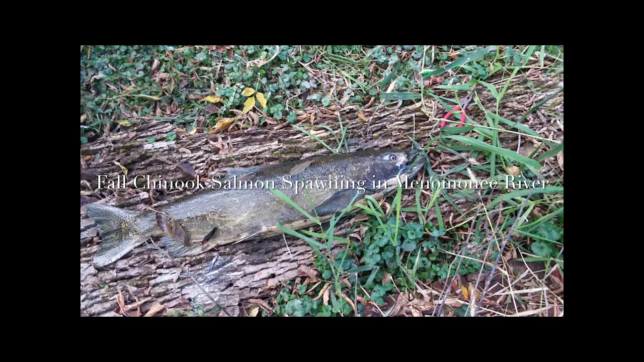 Fall Chinook Salmon Spawning in Menomonee River