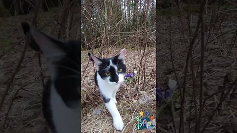 Mooshie and the Springtime flowers.