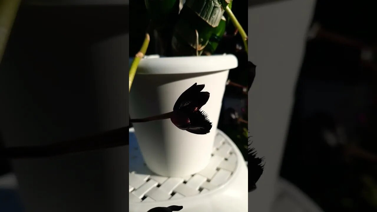 🫣Black Beauty😱 #fredclarkearaafterdarkblackpearl #ninjaorchids Quick Care Tips in the description