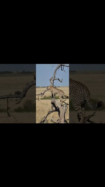 Climbing Cheetah! #shorts | #ShortsAfrica