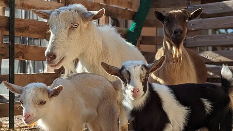 1 Gallon of Milk From 4 Goats!