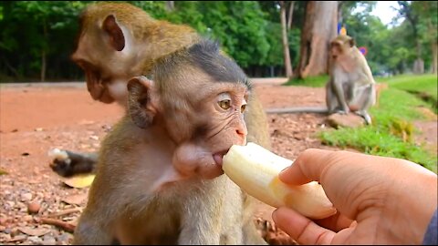 Small Monkey Cries When He's Hungry Food