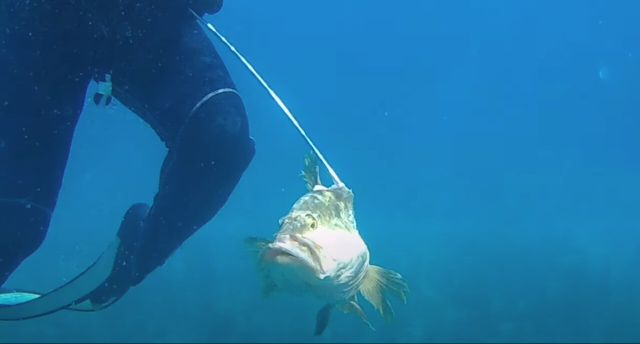 Spear Fishing Grouper, Red Snapper and Lobster in the Abacos, Bahamas