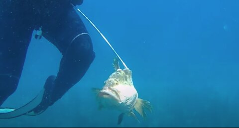Spear Fishing Grouper, Red Snapper and Lobster in the Abacos, Bahamas