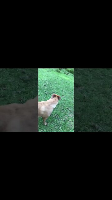 Dog is learning not to chase horses.