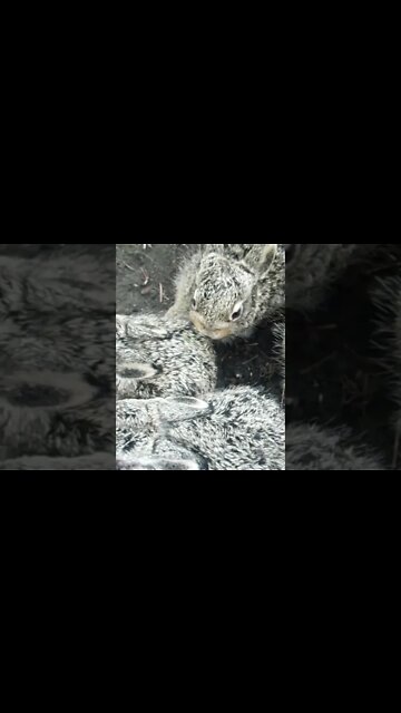 Rabbit Sounds #Shorts 🎙