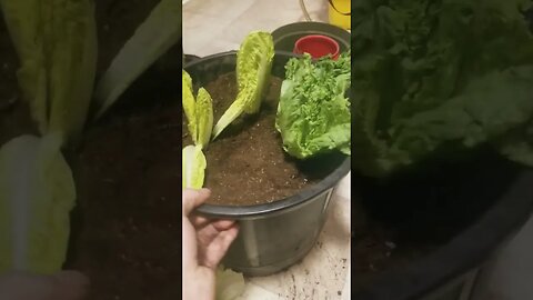 Sad Little Lettuce