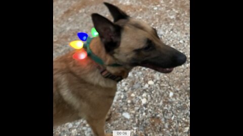 Malinois wants to keep Christmas collar.