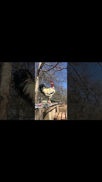 Most Amazing and trending video||relaxing your mind||trendig videos|| #shorts #trending #viral #live