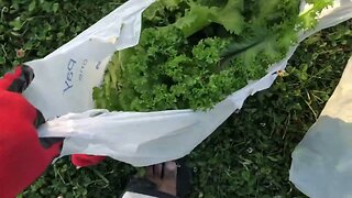 MUSTARD GREEN HARVEST #mustard