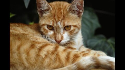 Funny cat 😻😻😻