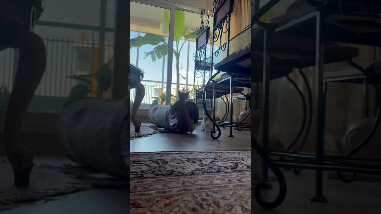 Kittens play time