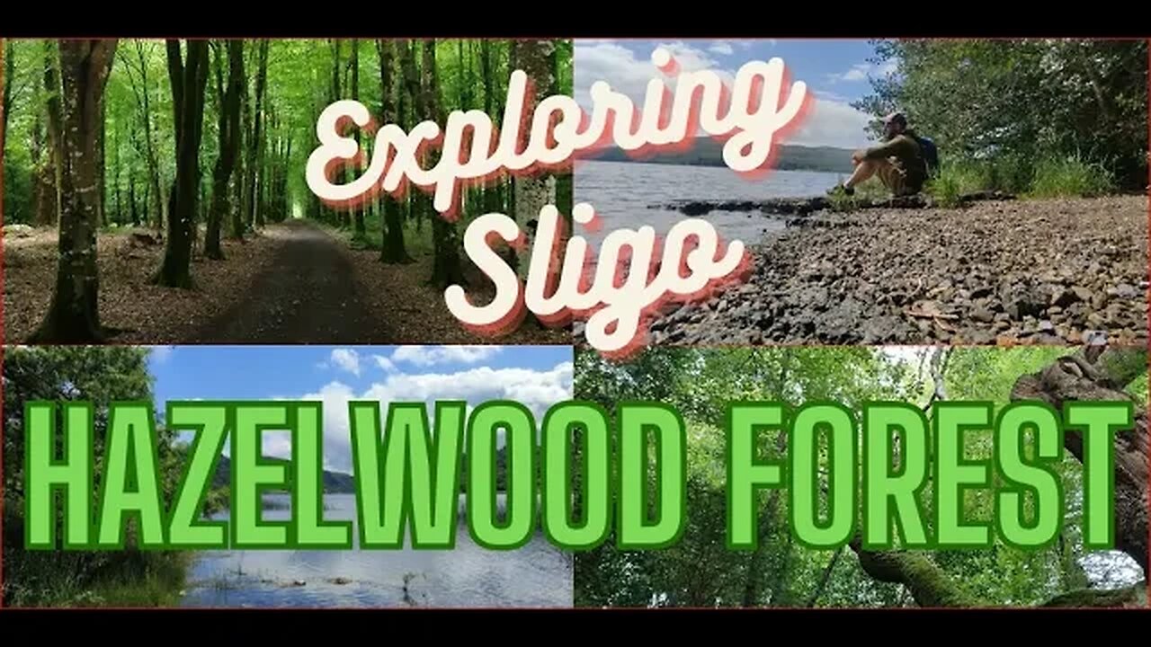 The Sounds of the Forest | Hazelwood Forest | HD