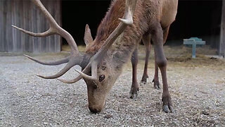 'Zombie' deer warning is issued for Nevada hunters
