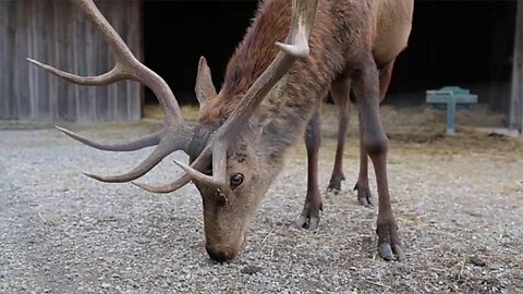 'Zombie' deer warning is issued for Nevada hunters