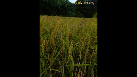 rice field love