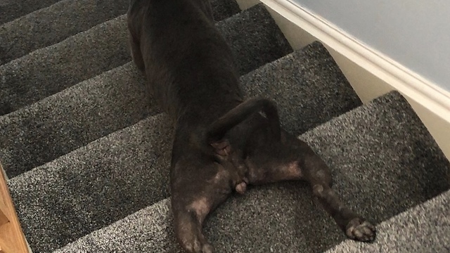 Lazy staffy humorously slides down stairs