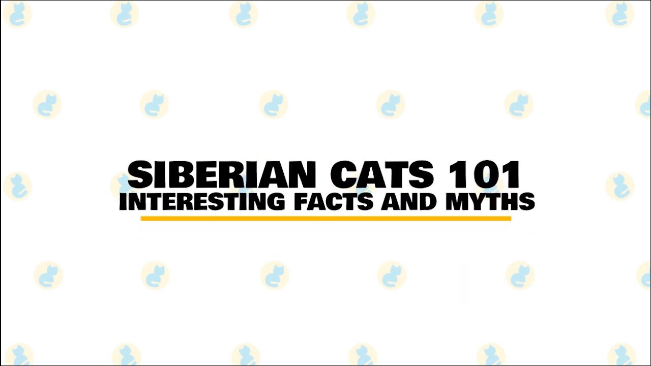 Siberian Cats : Fun Facts & Myths