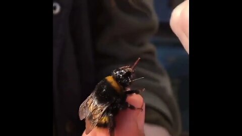 Не забыть покормить своего шмеля