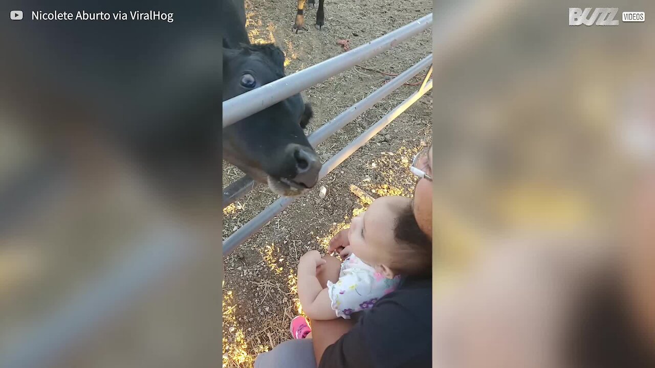 Friendly calf greets toddler with affectionate lick