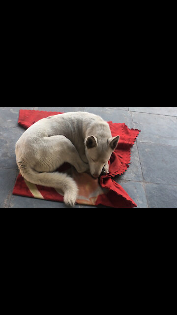 My dog ​​sleeps at my window every day