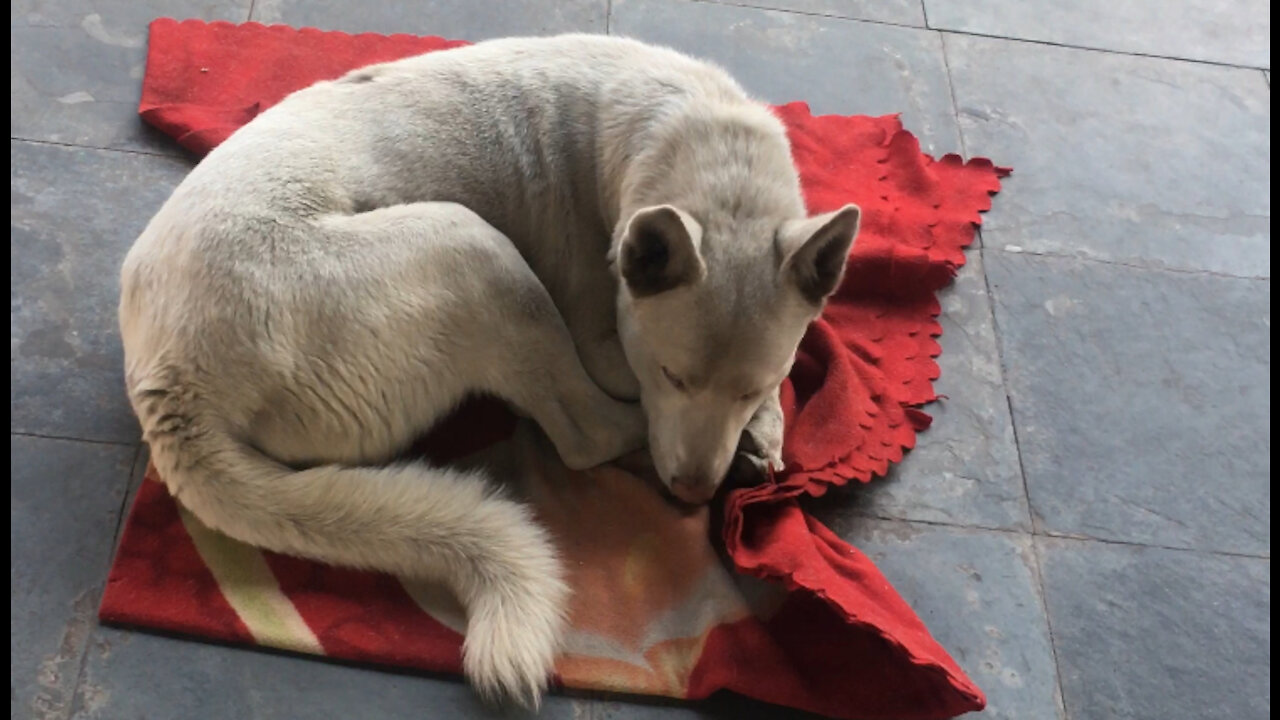 My dog ​​sleeps at my window every day