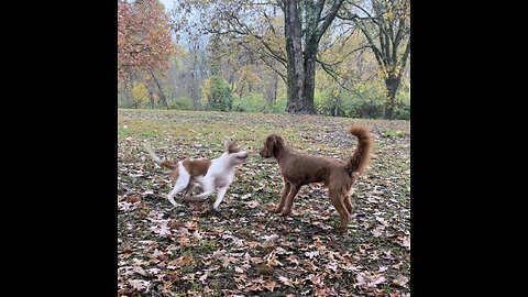 Leo the Golden Doodle does the classic “Shake & Bake” in the rain