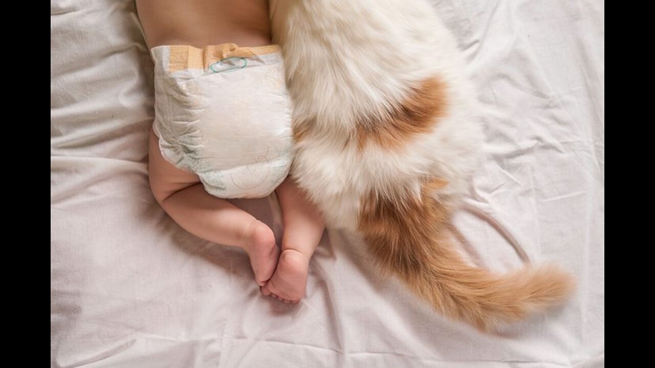 Adorable Cats meeting babies for the first time