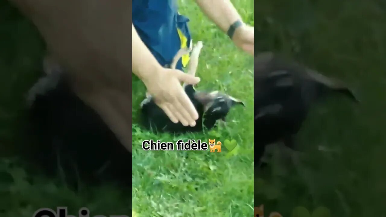 Chien fidèle🐕💚