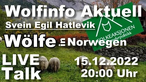 Wolfinfo Aktuell LIVE TALK ( Wölfe in Norwegen )
