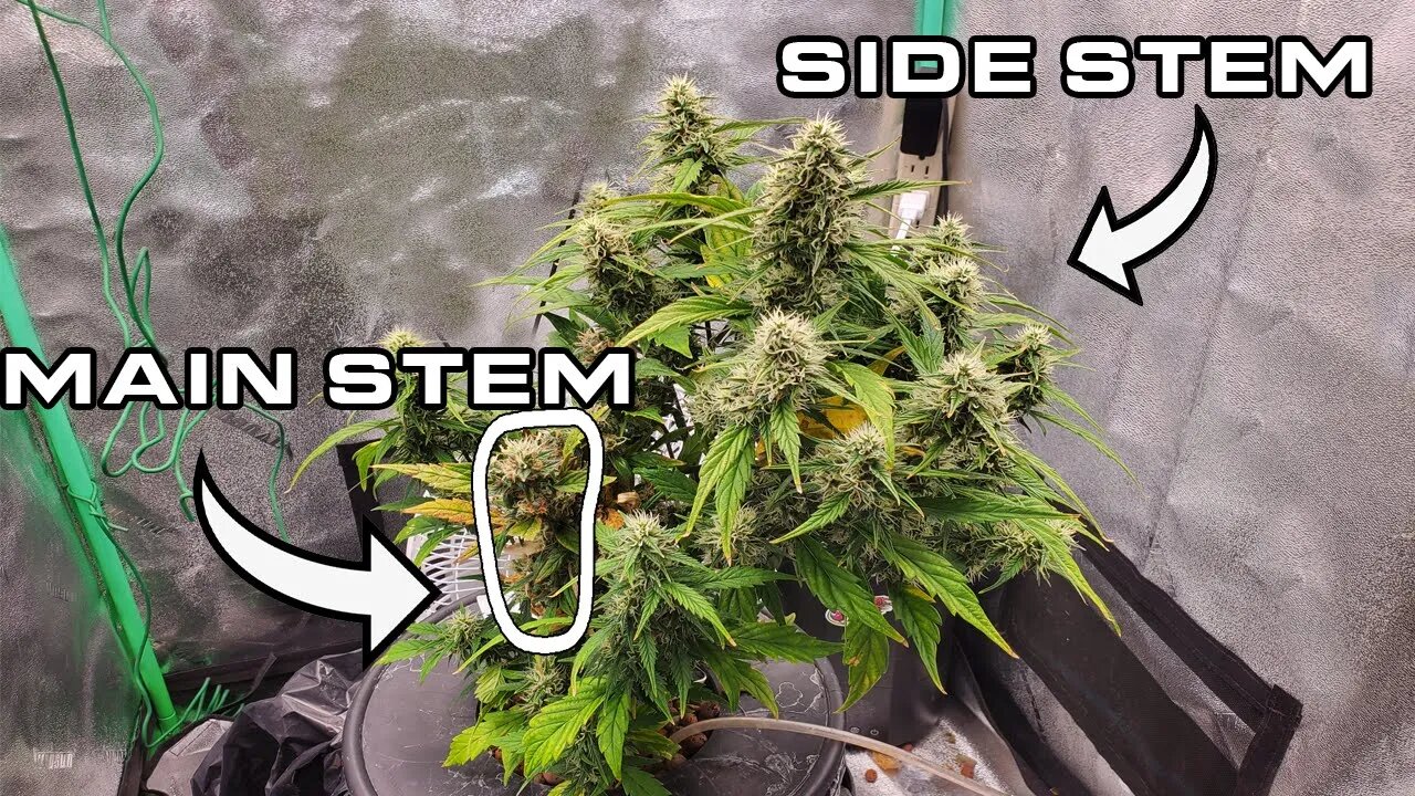 Grow Log: Week 9 - Did The Side Stem Became The Main Stem?