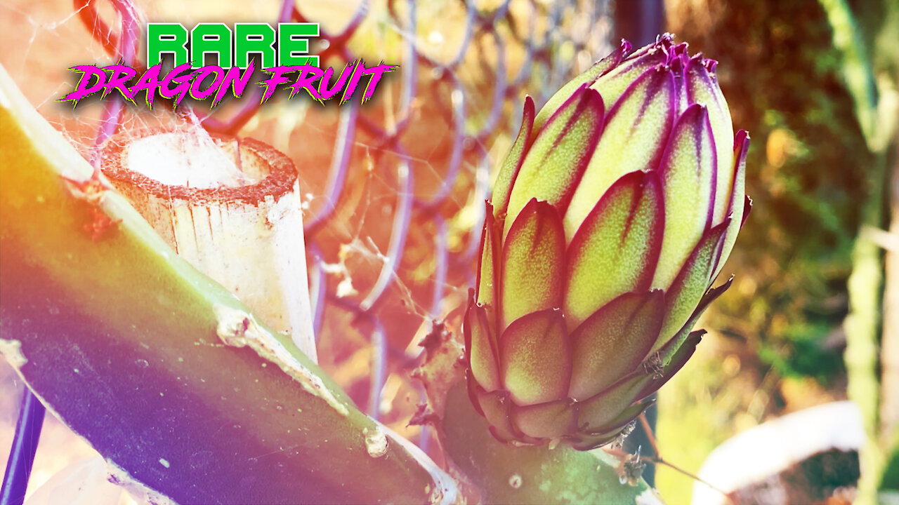 HOW to GROW DRAGON FRUIT / 1 HOUR of the BASICS / Soil, Roots, Nutrients, Trellis Design & More