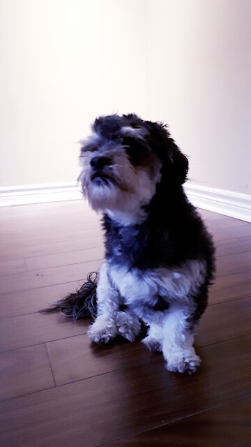 MY DOG LOVES CAR RIDES