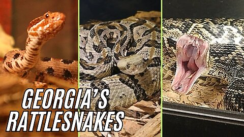 Georgia's Top 3 Most VENOMOUS Rattlesnake Species Revealed