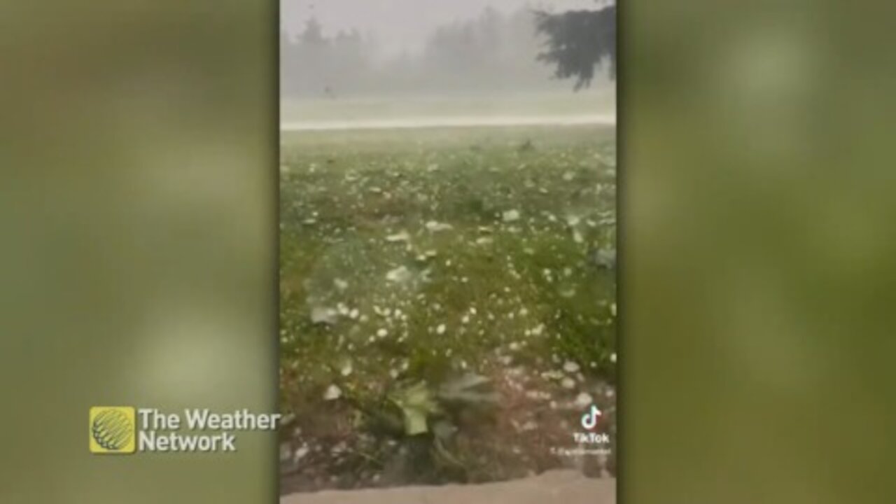 Hail pelting down in a yard near Flamborough, Ont.