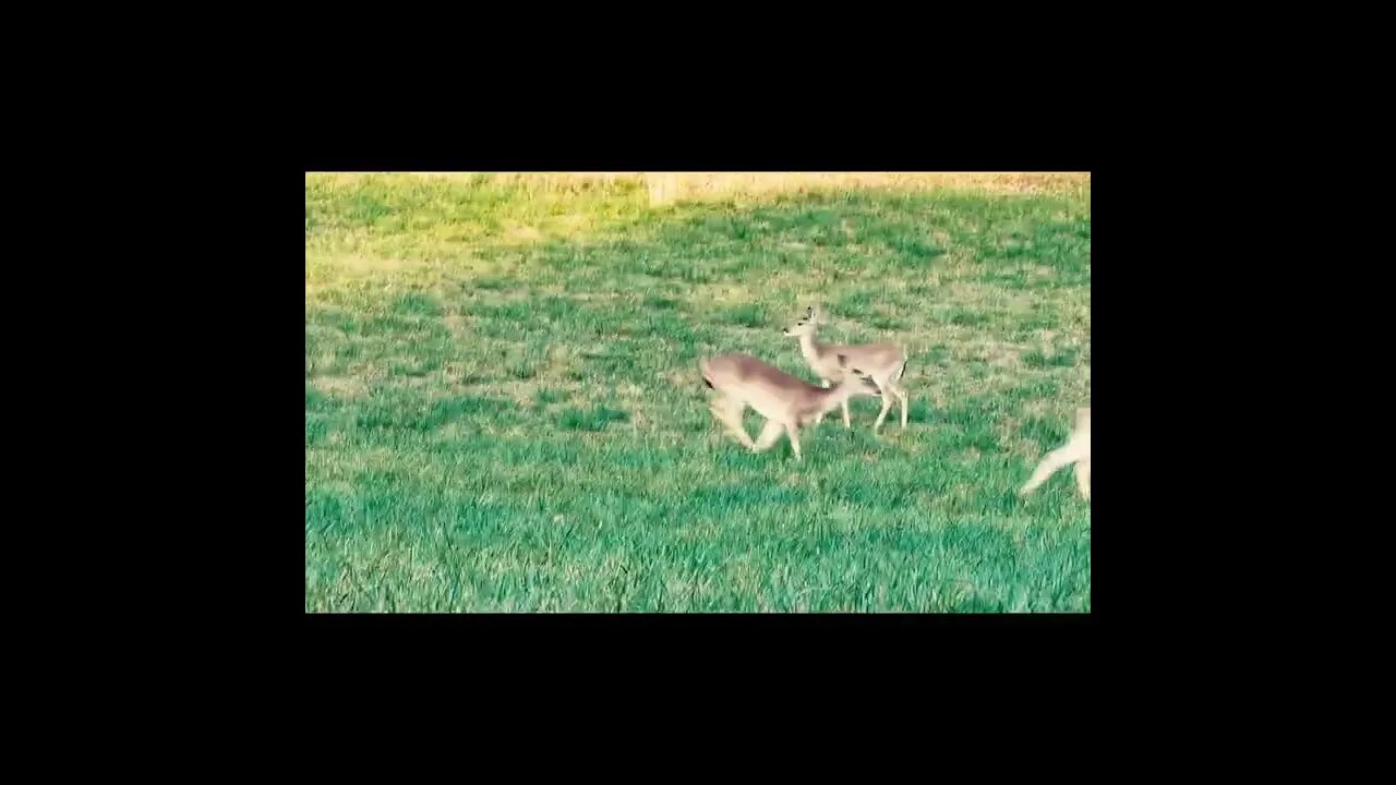 deer running on the hillside