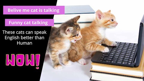 Funny Cats talking these cats can speak English better than human