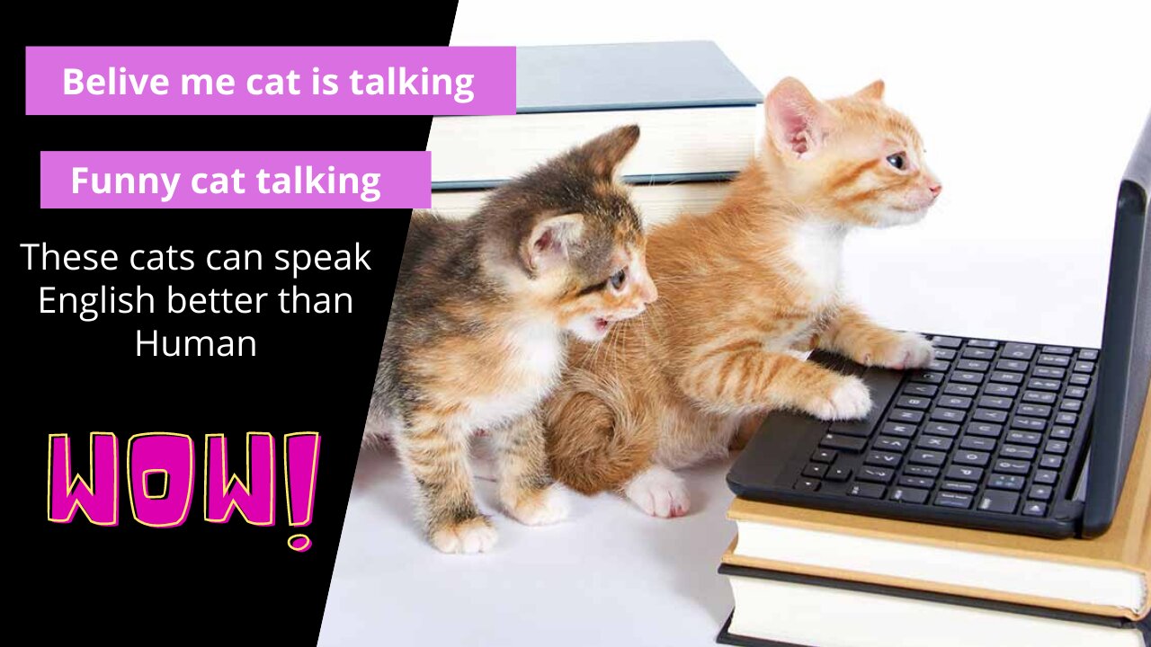 Funny Cats talking these cats can speak English better than human