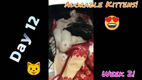 Adorable Kitten Development: Week 2! (2022)