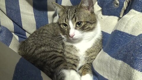 Sorry, but I Must Go, Hooman